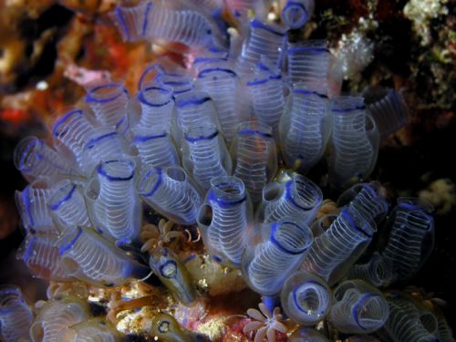 bluebell tunicates